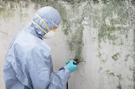 Why You Should Choose Our Mold Remediation Services in Syosset, NY